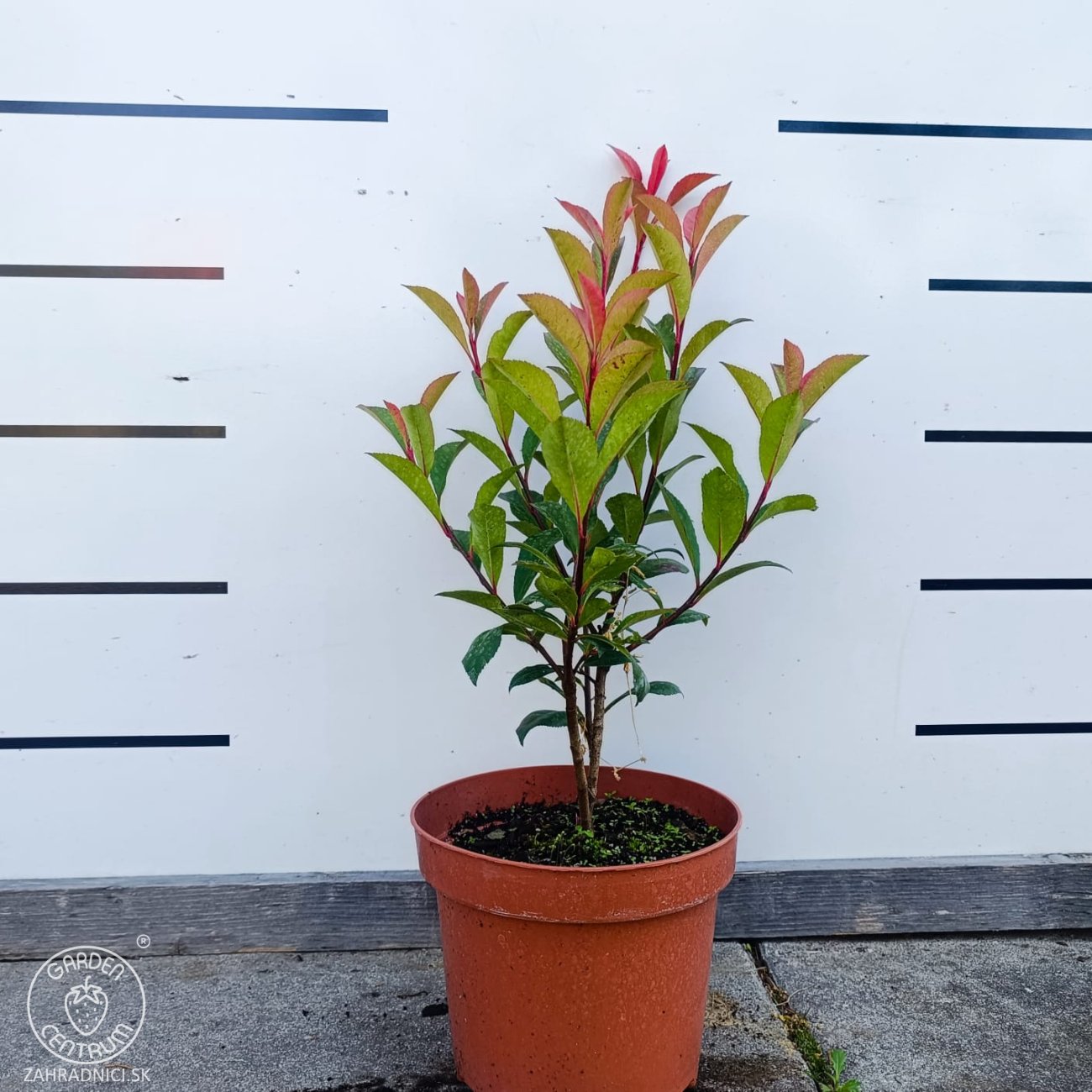 Obrázok Červienka Fraserova (Photinia × fraseri) ´CARRÉ ROUGE´ - výška 30-50 cm, kont. C2L